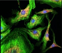 Confocal career images 3