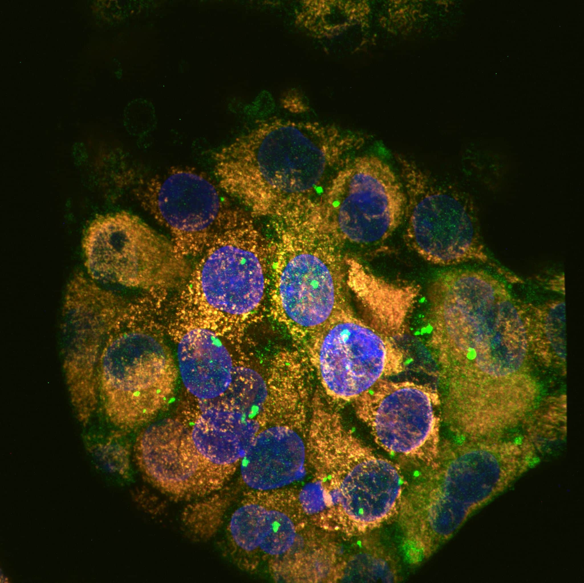 4_Deep Tissue imaging (RCM1) Organoid 3D_R-Pedley_Wellcome trust center cell research
